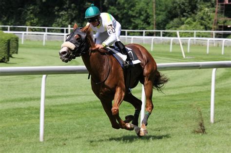 fastest horse recorded|Record Breakers: The Fastest Horses In History .